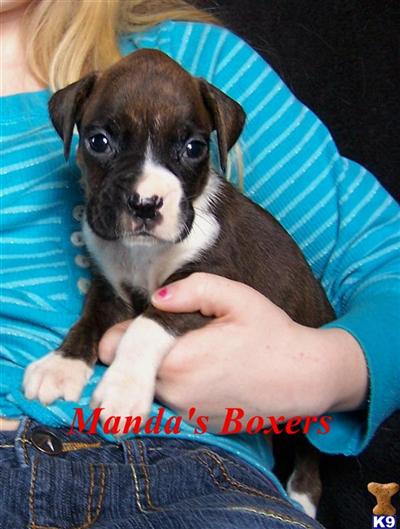 ~Abia~ Brindle femail